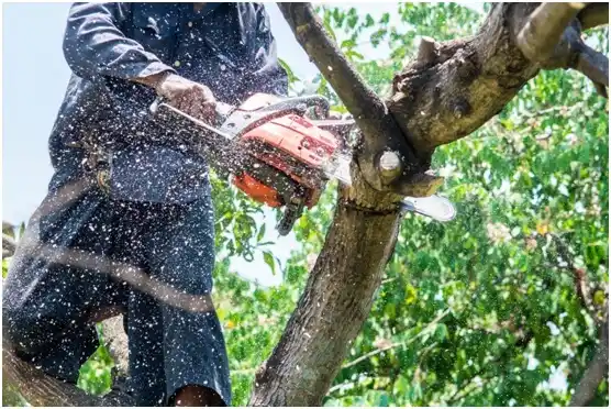 tree services McKinney